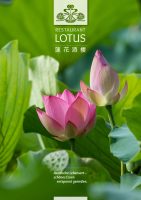 Lotus_Speisekarte_C-grün_1000B